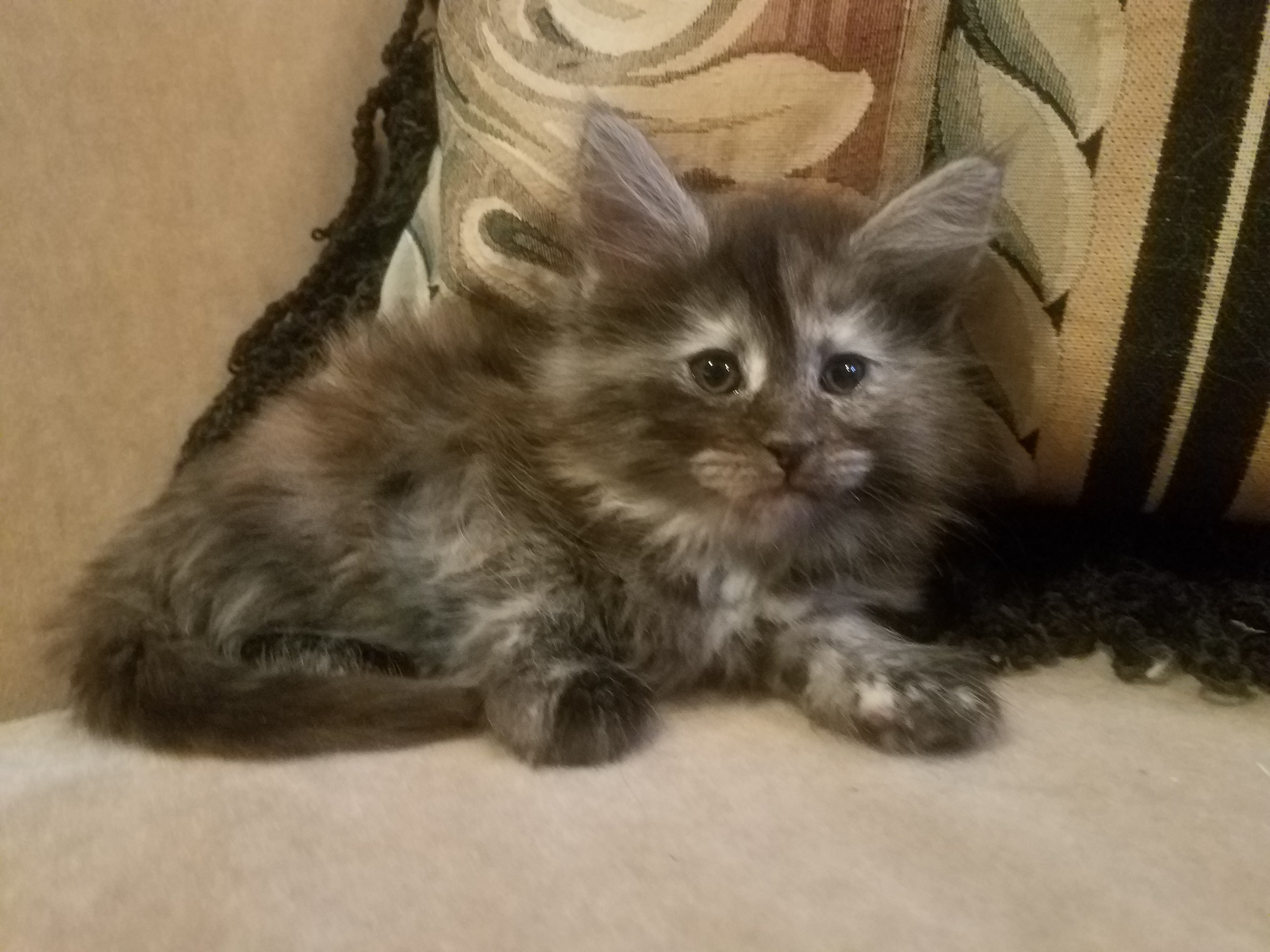 mixed breed kittens for sale near me